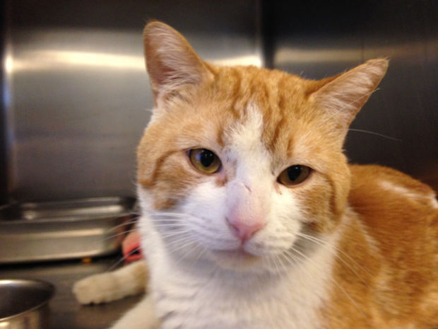 Pets for adoption